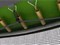 Батут UNIX Line Classic 8 ft (inside) - фото 55828
